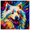 Colorful American Eskimo portrait in modern art style, perfect for home decor.