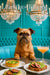 Brussels Griffon perched on a turquoise banquette beneath crystal chandeliers, with a riveted metal table holding a spinach-quiche tart, avocado-fig toasts and a peach-hued cocktail