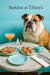 English bulldog on turquoise booth beside marble table with fig-topped toast prosciutto-wrapped pastry bites coupe cocktail coffee cup and crystal shakers