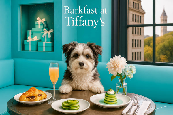 Fluffy black and white Havanese sitting at a teal café table with croissant cucumber plates a mimosa and a vase of flowers