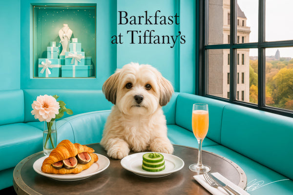 Cream Havanese sitting on a teal banquette at a round table with a fig croissant cucumber rounds mimosa and vase of flowers