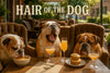 Three bulldogs at a patio café with drinks, muffins, and soup under a “Hair of the Dog” sign