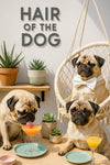 Three pugs on a sunny patio with cocktails, succulents, and a “Hair of the Dog” sign—one wearing a bow tie in a hanging chair