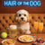 Hair of the Dog Cavachon 003 Ruff & Ready Funny Canine Art neon lights, bacon-woven flair, and egg murals