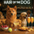 Hair of the Dog Finnish Spitz 008 Ruff & Ready Funny Canine Art neon lights, bacon-woven flair, and egg murals