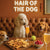 Hair of the Dog French Poodle 007 Ruff & Ready Funny Canine Art neon lights, bacon-woven flair, and egg murals