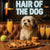 Hair of the Dog Havanese 014 Ruff & Ready Funny Canine Art neon lights, bacon-woven flair, and egg murals