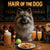 Hair of the Dog Keeshond 007 Ruff & Ready Funny Canine Art neon lights, bacon-woven flair, and egg murals
