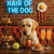 Hair of the Dog Labrador Retriever 008 Ruff & Ready Funny Canine Art neon lights, bacon-woven flair, and egg murals