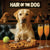 Hair of the Dog Labrador Retriever 012 Ruff & Ready Funny Canine Art neon lights, bacon-woven flair, and egg murals