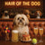Hair of the Dog Lhasa Apso 012 Ruff & Ready Funny Canine Art neon lights, bacon-woven flair, and egg murals