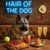 Sunrise Snout shines with Norwegian Elkhound 001 under neon lights, bacon-woven flair, and egg murals. Ruff, ready, ridiculously fun dog art on metal!