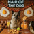 Sunrise Snout shines with Norwegian Elkhound 004 under neon lights, bacon-woven flair, and egg murals. Ruff, ready, ridiculously fun dog art on metal!
