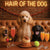 Hair of the Dog Poodle 013 Ruff & Ready Funny Canine Art neon lights, bacon-woven flair, and egg murals