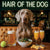Hair of the Dog Weimaraner 007 Ruff & Ready Funny Canine Art neon lights, bacon-woven flair, and egg murals