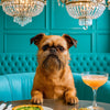 Best Brussels Griffon Wall Art and Prints for Every Griffon Lover's Home