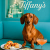 Best Dachshund Wall Art and Metal Prints for Every Wiener Dog Lover