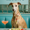Best Whippet Wall Art and Prints for Every Whippet Lover's Home