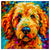 Golden Doodle 03