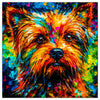 Yorkshire Terrier 01
