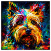 Yorkshire Terrier 04