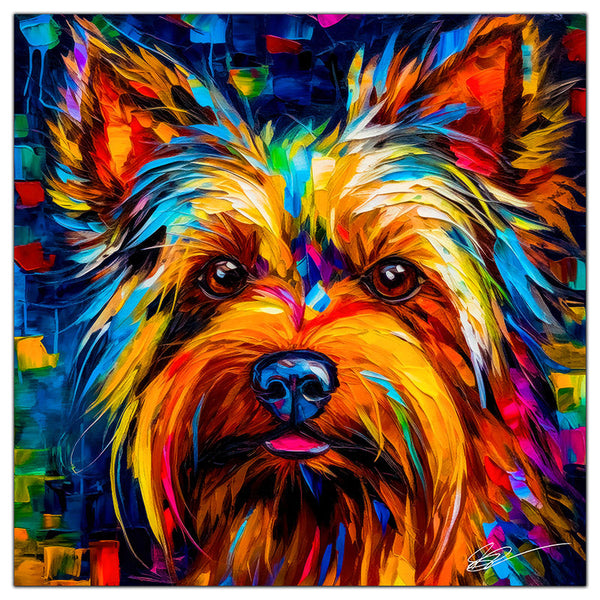 Yorkshire Terrier 05