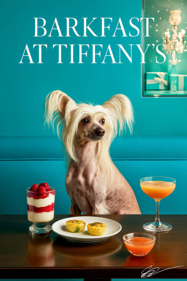 Chinese Crested dog seated at a table with a parfait, two mini quiches and a cocktail against a teal backdrop