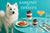 American Eskimo Dog standing at a Tiffany-blue table with layered berry yogurt parfaits, fig-topped toast, a peach cocktail, a glass of water, and silverware