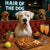 Hair of the Dog Dogo Argentino 009 Ruff & Ready Funny Canine Art neon lights, bacon-woven flair, and egg murals