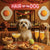 Hair of the Dog Havanese 011 Ruff & Ready Funny Canine Art neon lights, bacon-woven flair, and egg murals