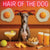 Hair of the Dog Italian Greyhound 006 Ruff & Ready Funny Canine Art neon lights, bacon-woven flair, and egg murals