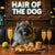Hair of the Dog Keeshond 005 Ruff & Ready Funny Canine Art neon lights, bacon-woven flair, and egg murals