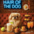 Hair of the Dog Pekingese 006 Ruff & Ready Funny Canine Art neon lights, bacon-woven flair, and egg murals