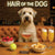 Hair of the Dog Soft Coated Wheaten Terrier 013 Ruff & Ready Funny Canine Art neon lights, bacon-woven flair, and egg murals