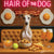 Hair of the Dog Whippet 003 Ruff & Ready Funny Canine Art neon lights, bacon-woven flair, and egg murals